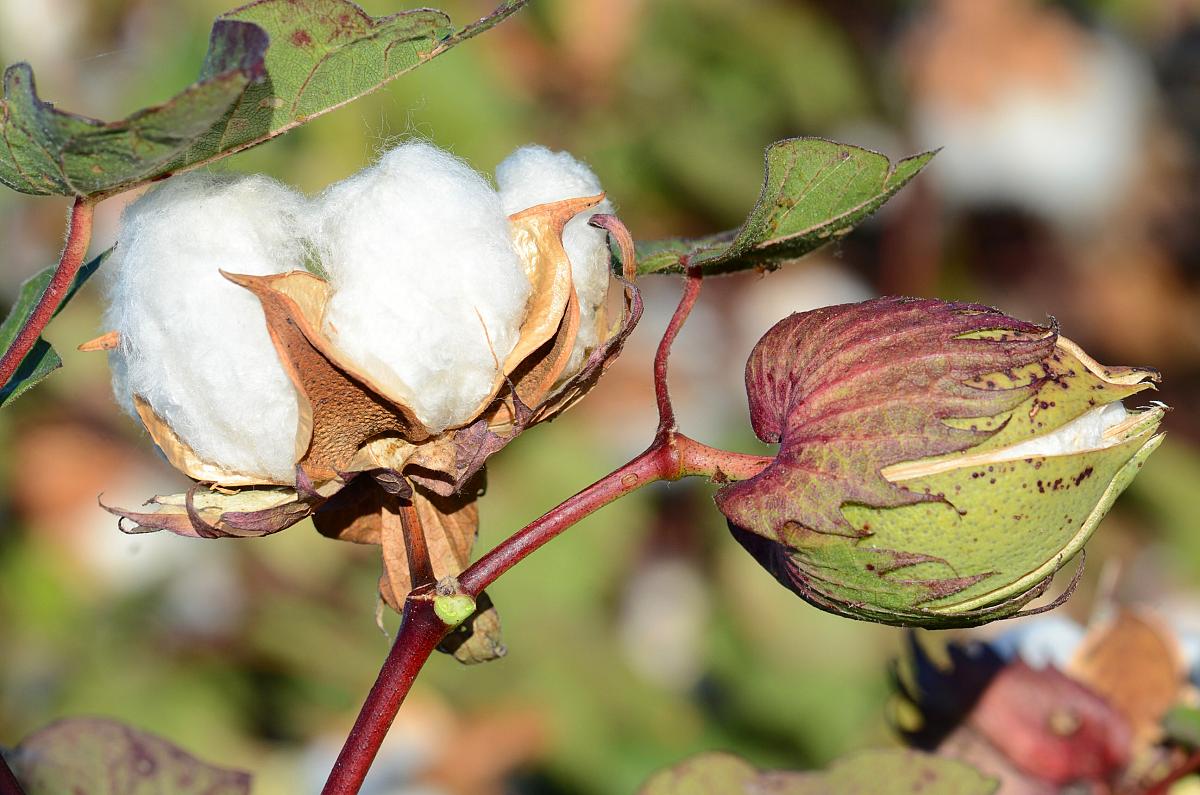 Cotton plant flower Idea